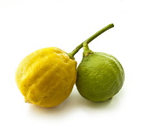 Bergamot, Citrus, Citrus bergamia.