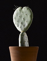 Cactus.