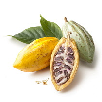 Cocoabean, Theobroma cacao.