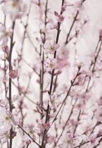 Almond, Prunus dulcis.