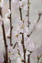 Almond, Prunus dulcis.
