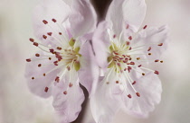 Almond, Prunus dulcis.