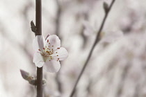 Almond, Prunus dulcis.