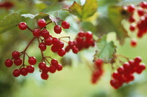 Guelder Rose, Viburnum opulus.