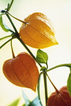 Chinese Lantern, Physalis alkekengi.