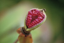 Peony, Causican peony, Paeonia mlokosewitschii.