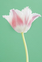 Tulip, Parrot tulip, Tulipa.