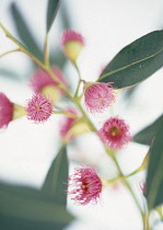 Eucalyptus - Red Flowering Gum, Corymbia, Corymbia ficifolia.