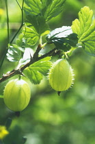 Gooseberry, Ribes uva-crispa.