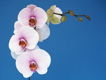 Orchid, Moth orchid, Phalaenopsis.