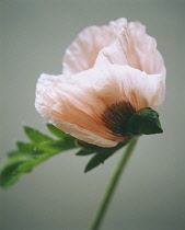 Poppy, Oriental poppy, Papaver orientale 'Cedric Morris'.