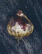 Hyacinth, Hyacinthus.