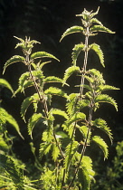 Nettle, Urtica dioica.