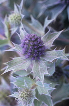 Sea Holly, Eryngium maritimum.