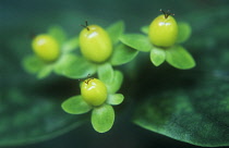 Tutsan, Hypericum androsaemum.