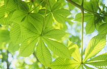 Horse Chestnut, Aesculus hippocastanum.