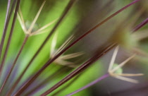 Allium.