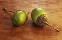 Oak, Acorn, Quercus robur.