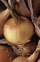 Onion, Allium cepa.