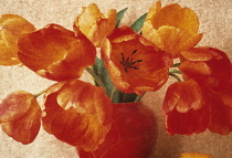 Tulip, Tulipa.