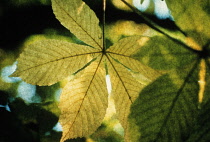 Horse Chestnut, Aesculus hippocastanum.