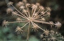 Hogweed, Heracleum sphondylium.
