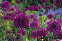 Allium, Allium Hollandicum 'Purple sensation'.