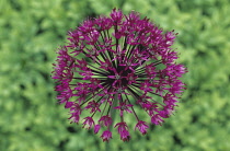 , Allium.