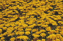 Gazania, Treasure flower, Gazania.