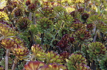 Aeonium, Aeonium arboreum 'Schwarzkopf'.