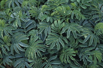 Honeybush, Melianthus major.