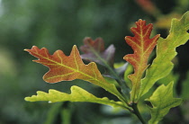 Oak, Quercus.