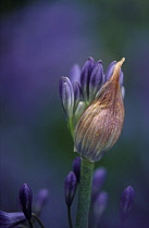 Agapanthus, Agapanthus 'Loch Hope'.