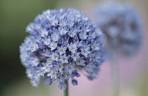 Allium, Allium caeruleum.