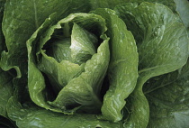 Lettuce, Lactuca sativa.