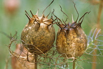 Love-in-a-mist, Nigella damascena.