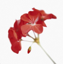 Pelargonium.