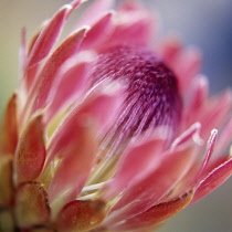 Protea, Protea eximia.