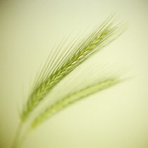 Wall barley, Hordeum murinum.