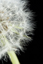 Dandelion clock, Taraxacum officinale.
