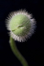 Poppy, Oriental poppy, Papaver orientale.