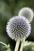 Globe Thistle, Echinops.