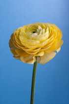 Ranunculus.