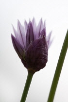 Chive, Allium schoenoprasum.