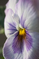 Pansy, Viola wittrockiana.