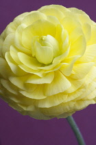 Ranunculus.