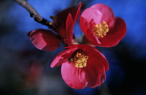 Flowering Quince, Japanese quince, Chaenomeles.