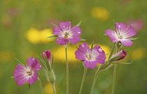 Corncockle, common, Agrostemma githago.