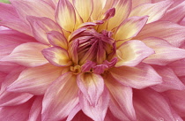 Dahlia, Dahlia 'Sir Alf Ramsey'.