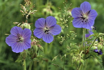 Meadow Cranesbill, Geranium pratense.